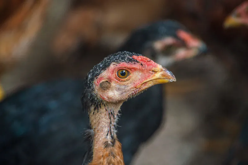 Spicy Ranch Boneless